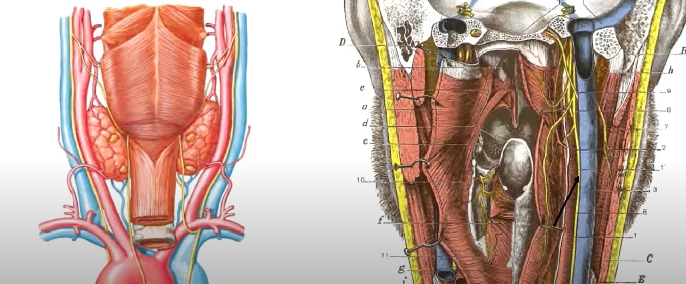 Anatomía del nervio vago