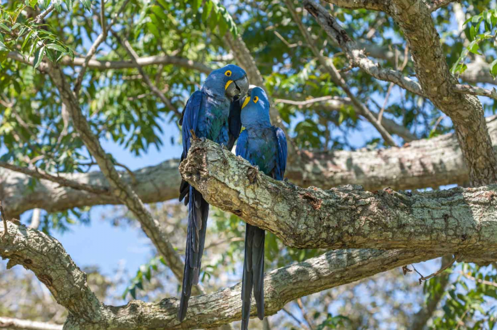 Pareja de guacamayos azules. Foto: André Dib / WWF-Brasil