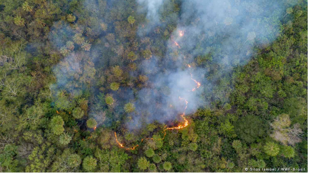 Incendios en el estado de Mato Grosso do Sul, Brasil. 2020. Foto: ©Silas Ismael / WWF-Brasil